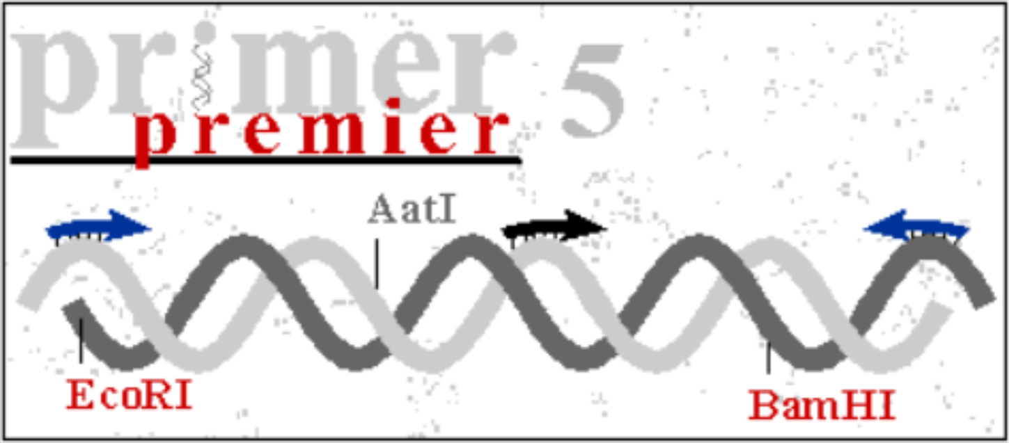 Primer Premier
